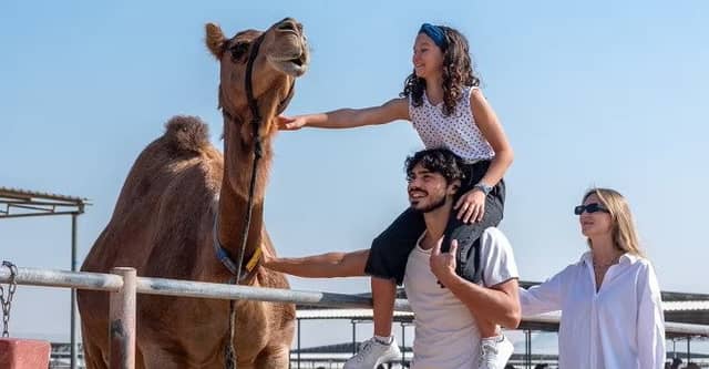 تجربه نزدیک دنیای شترها در Camelicious